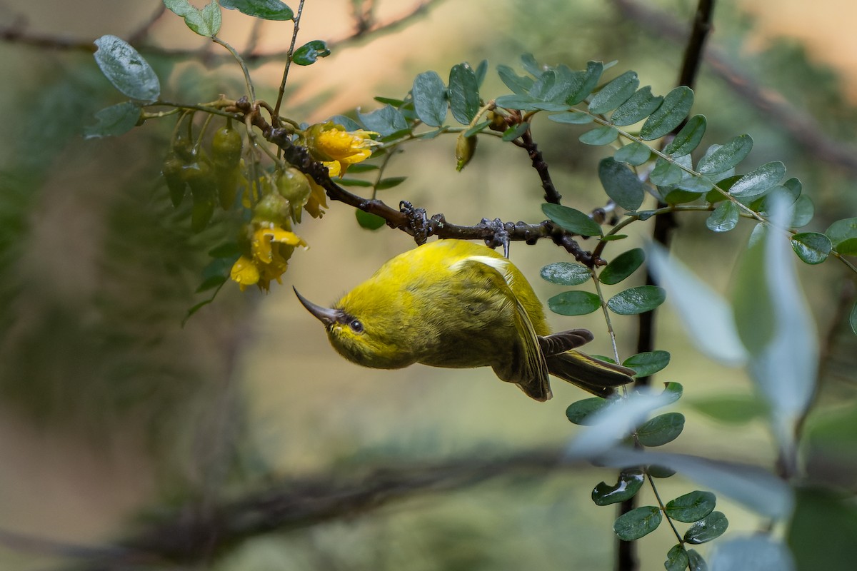 Hawaii Amakihi - ML628541405