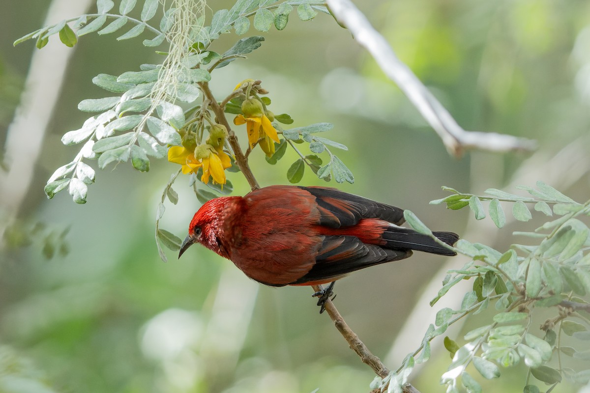 Apapane - ML628541438