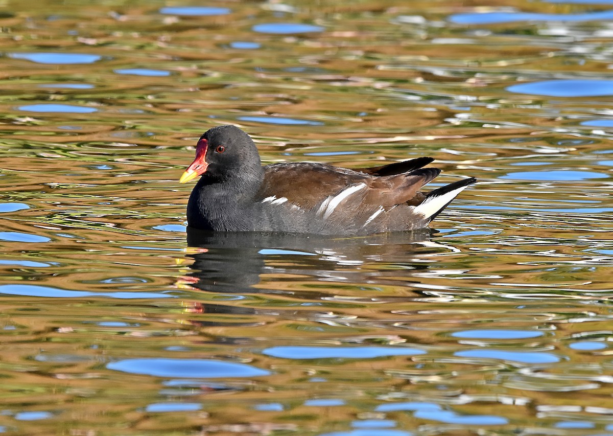 Eurasian Moorhen - ML628541500