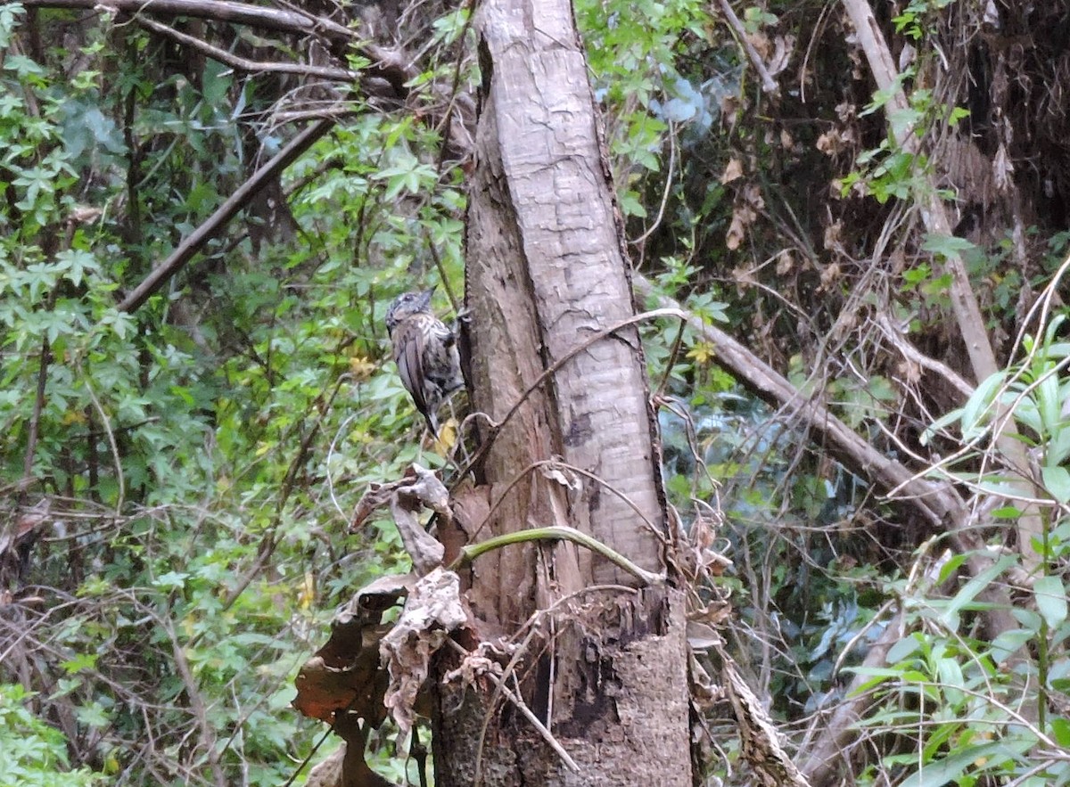 Mottled Piculet - ML628541647