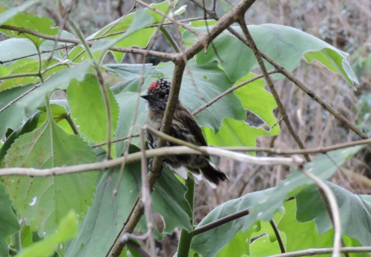 Mottled Piculet - ML628541648