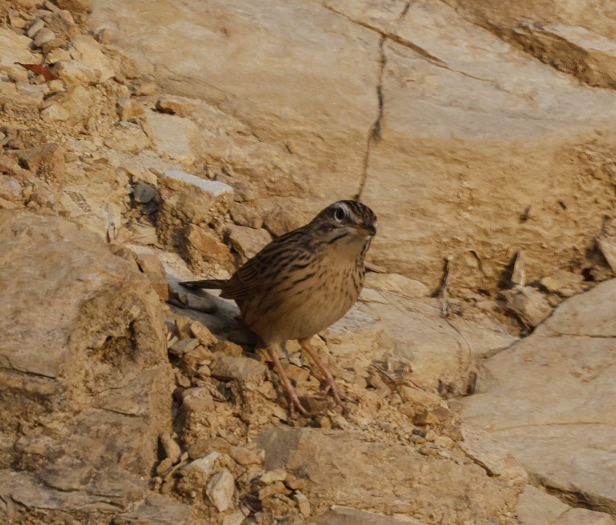 Upland Pipit - ML628541957