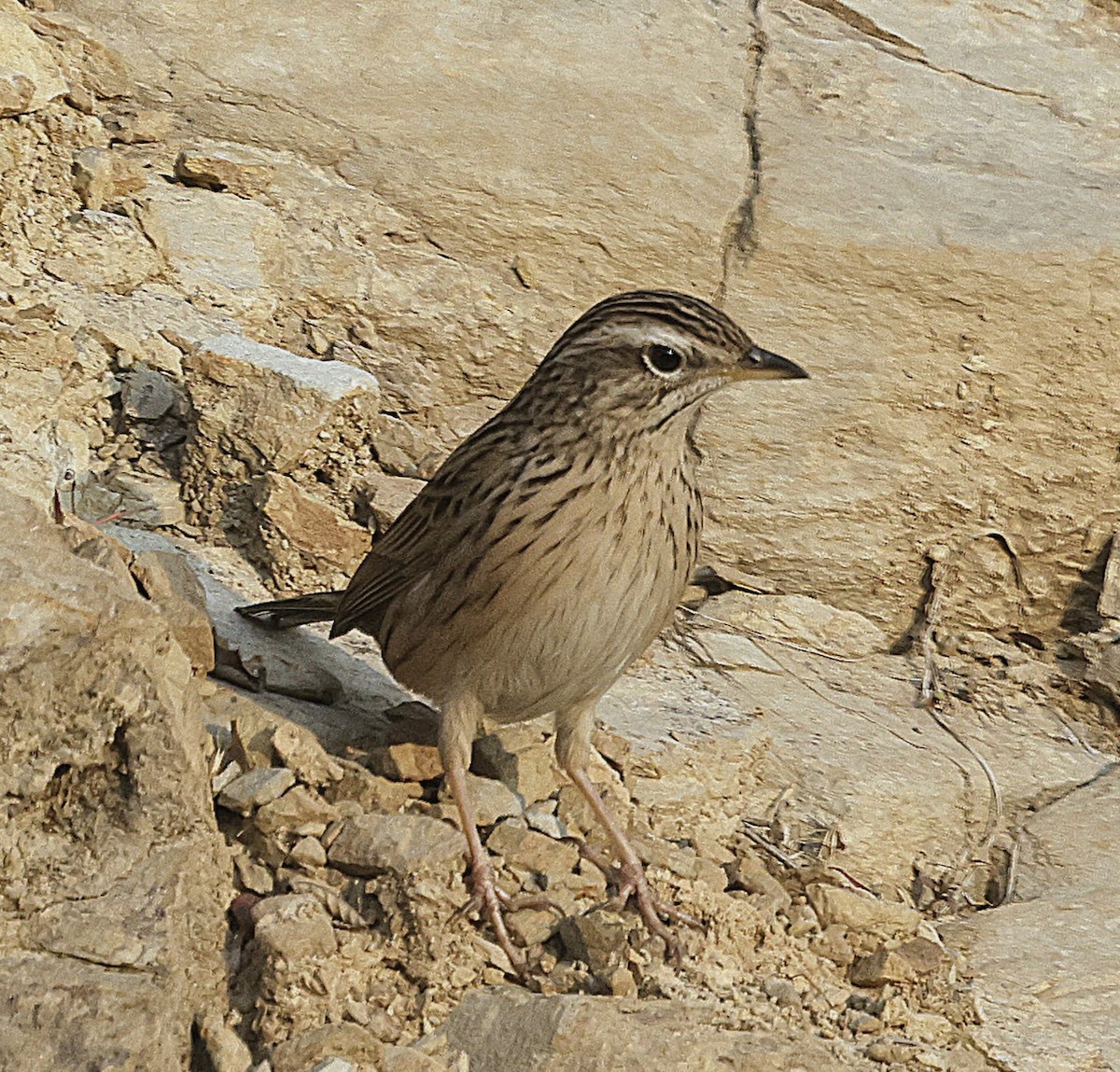 Upland Pipit - ML628541958