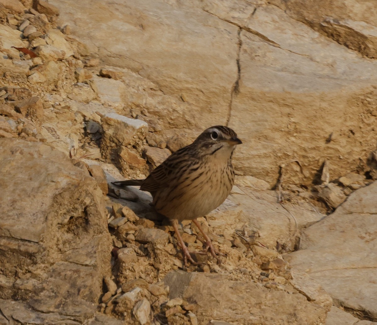 Upland Pipit - ML628541959