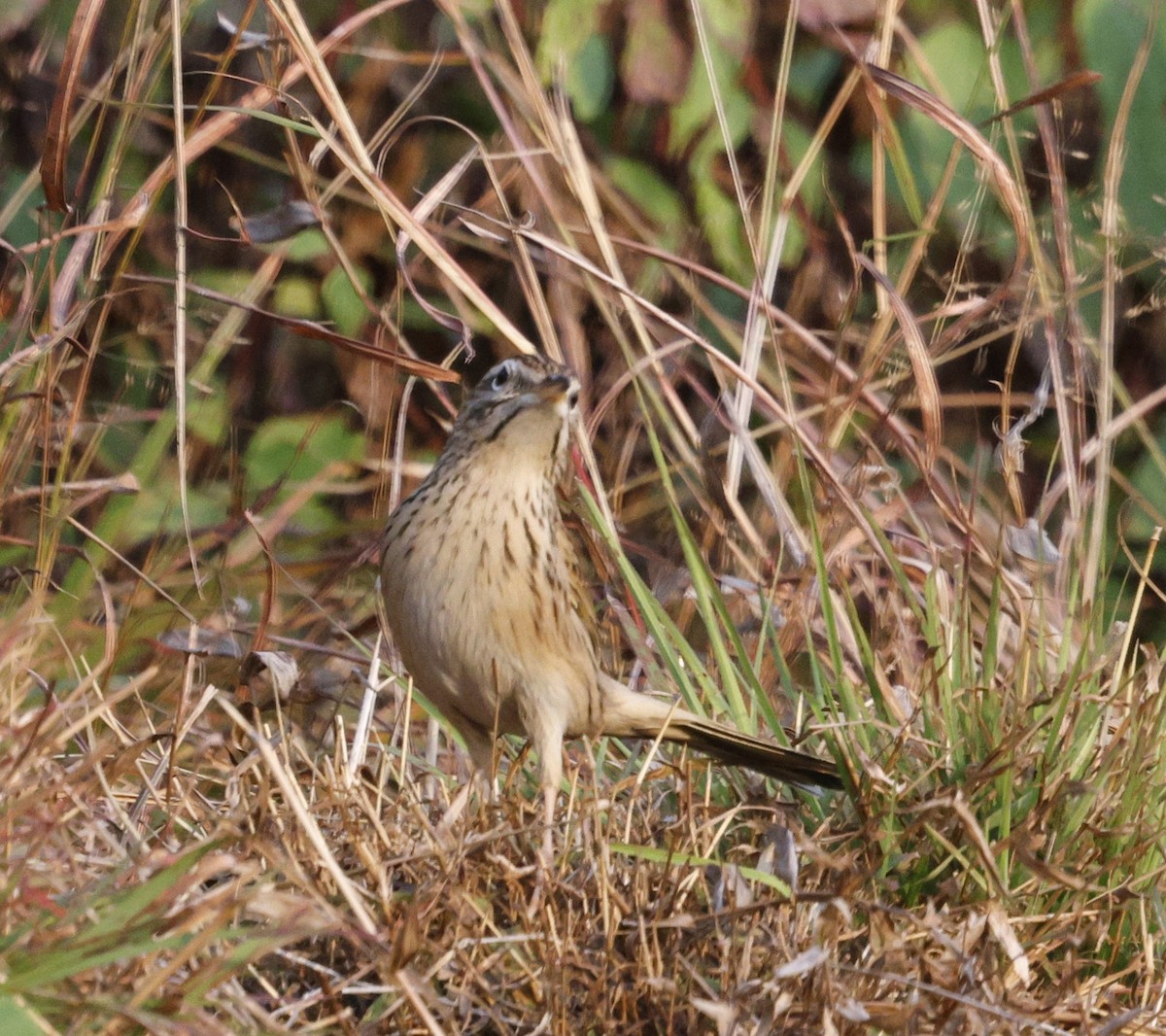 Upland Pipit - ML628541960