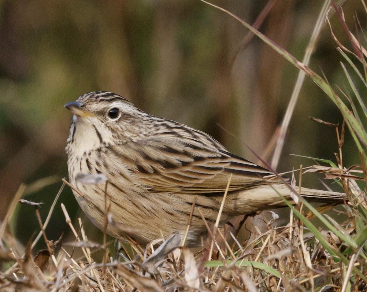 Upland Pipit - ML628541961