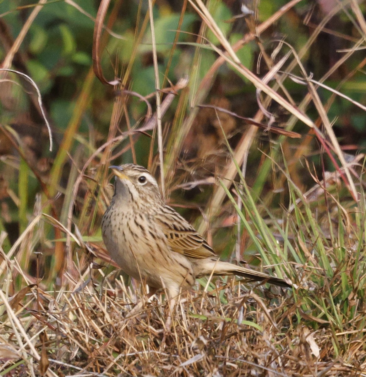 Upland Pipit - ML628541962