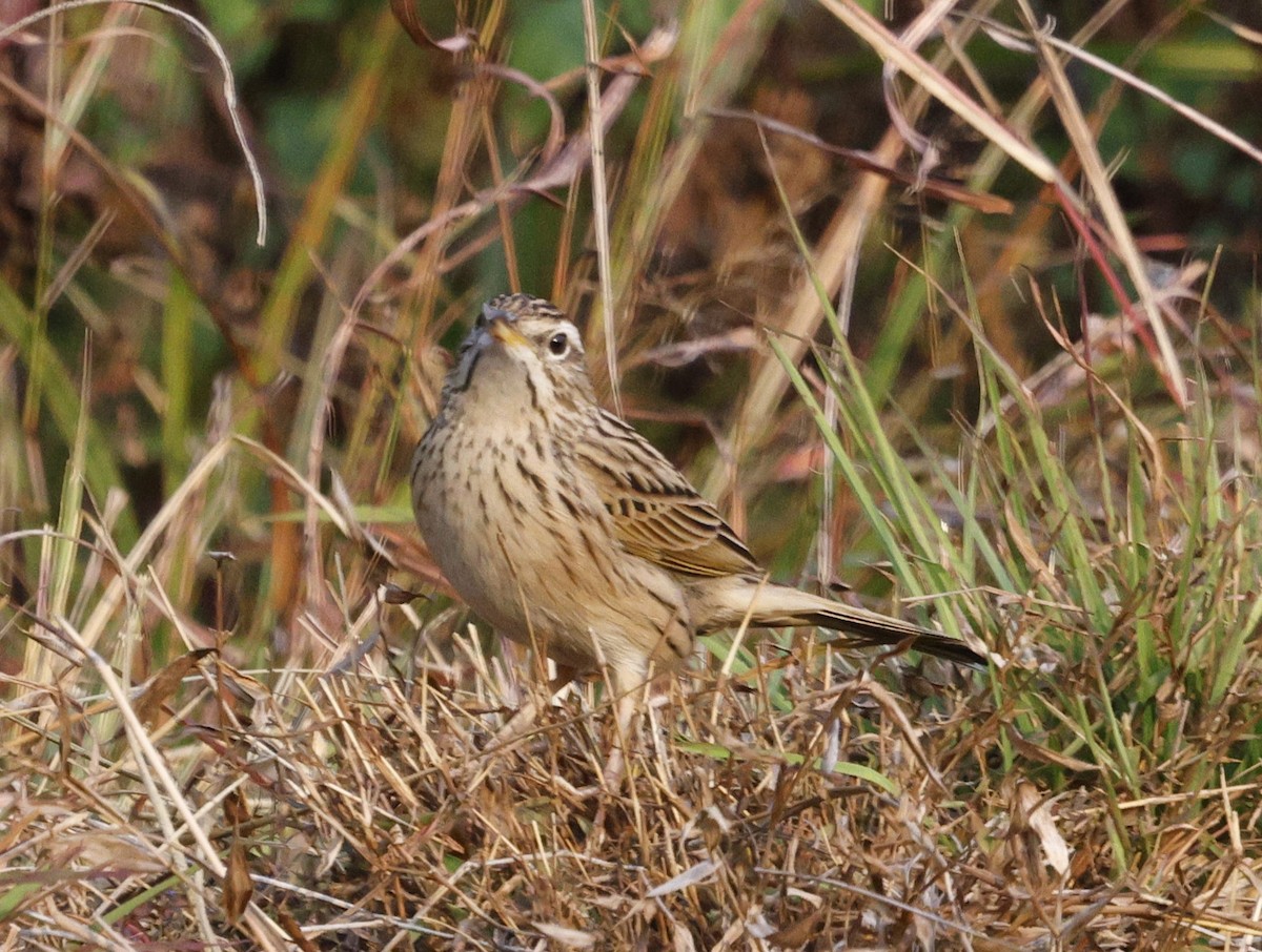 Upland Pipit - ML628541963