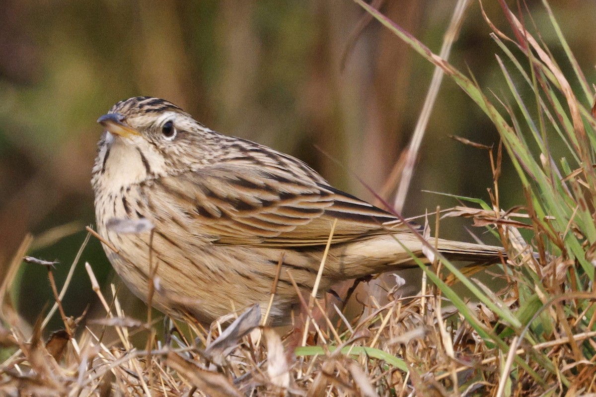 Upland Pipit - ML628541964