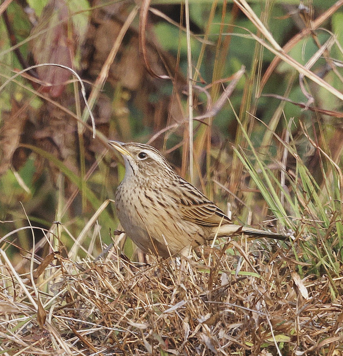 Upland Pipit - ML628541966