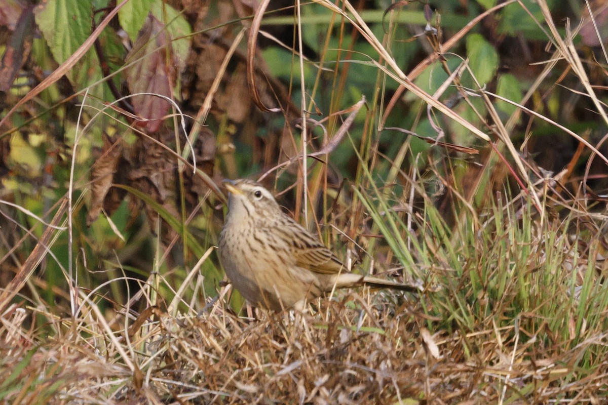 Upland Pipit - ML628541967