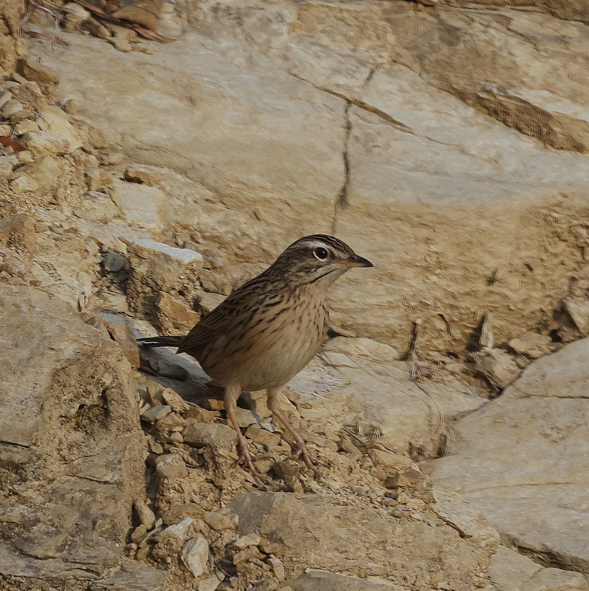 Upland Pipit - ML628541968