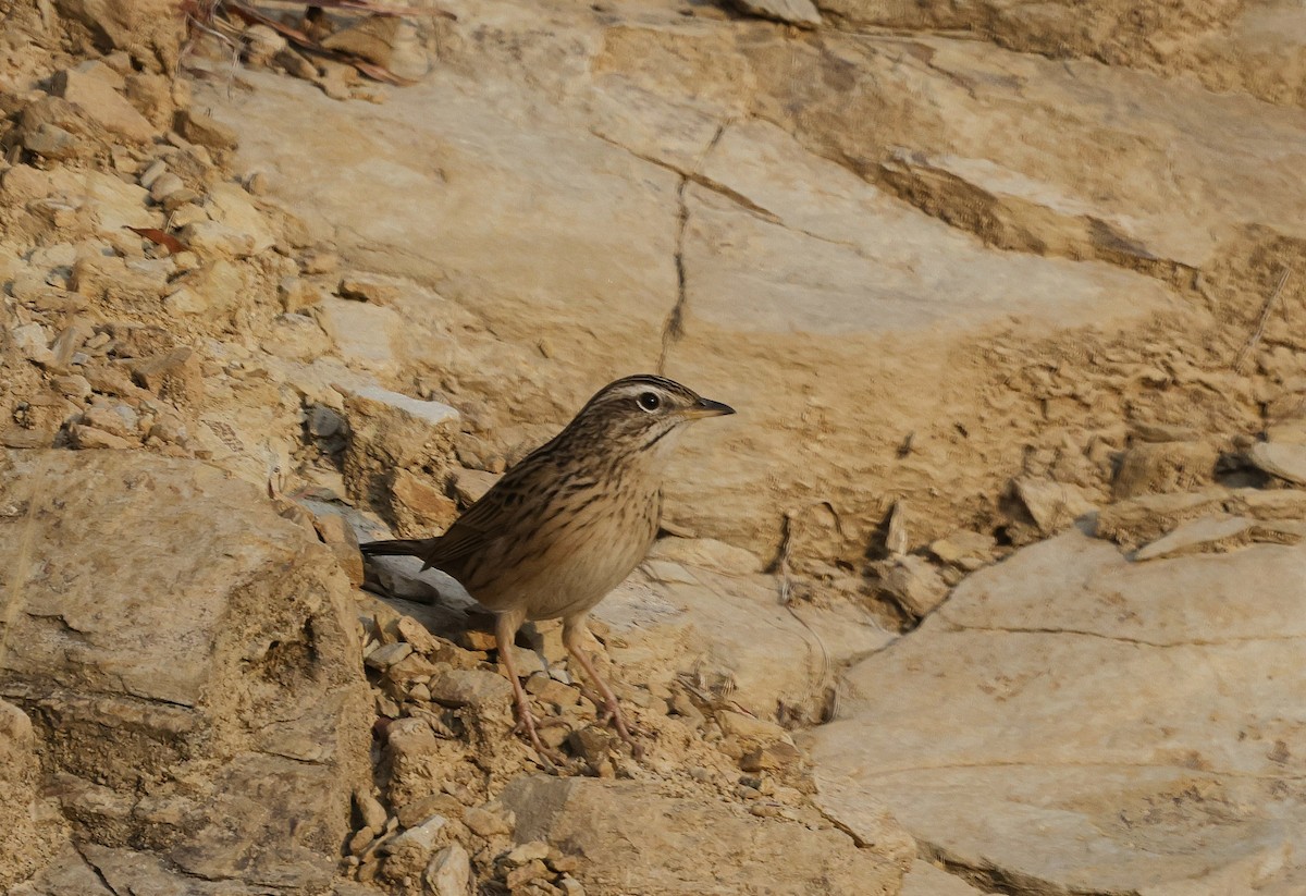 Upland Pipit - ML628541969