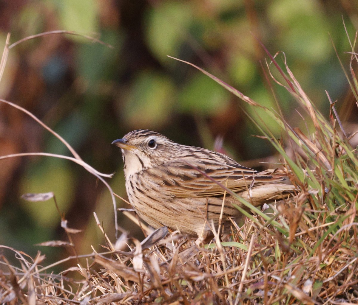 Upland Pipit - ML628541970