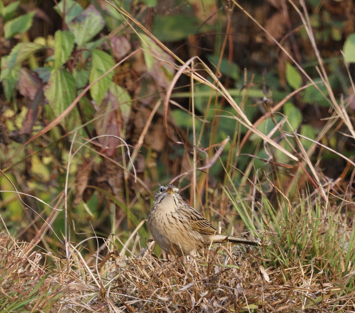 Upland Pipit - ML628541971