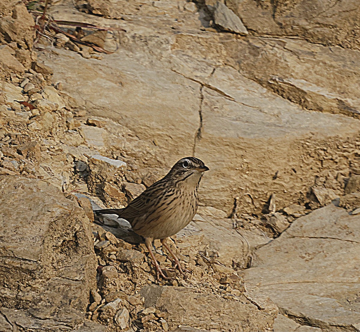 Upland Pipit - ML628541972