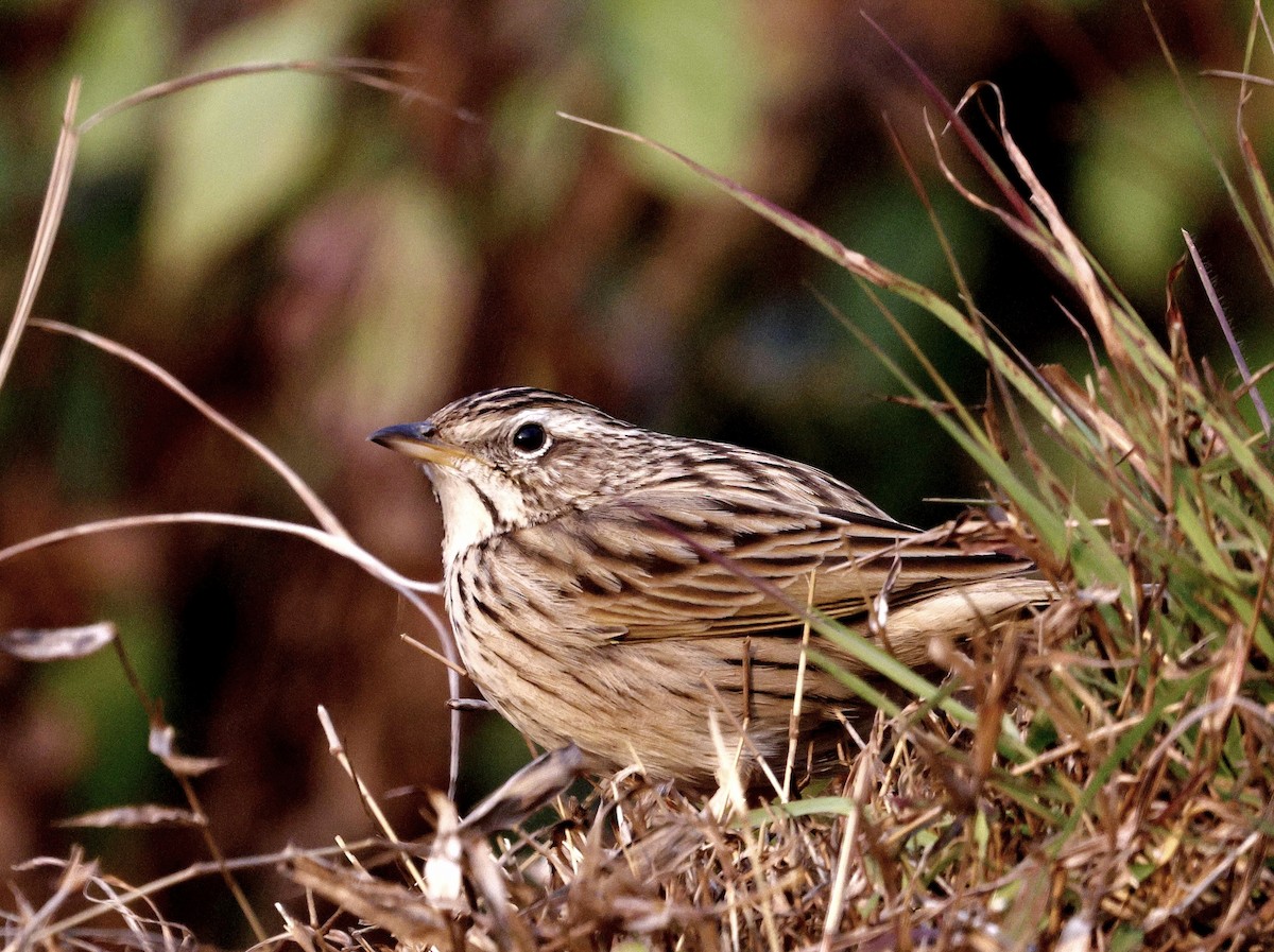 Upland Pipit - ML628541973