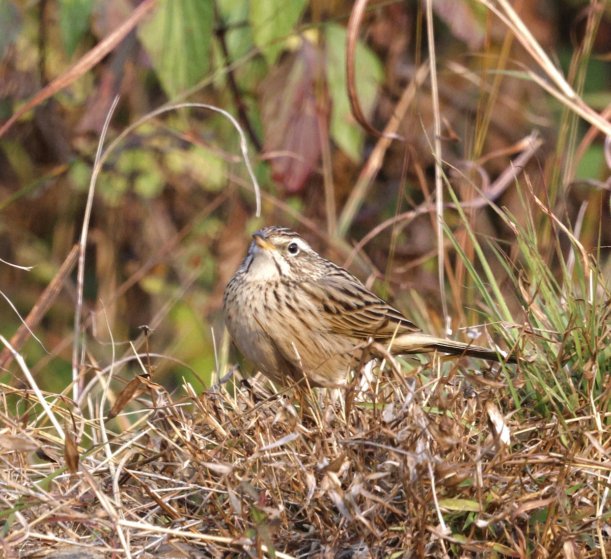 Upland Pipit - ML628541974