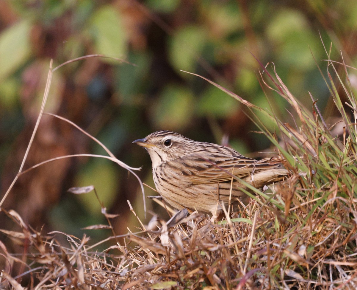 Upland Pipit - ML628541976