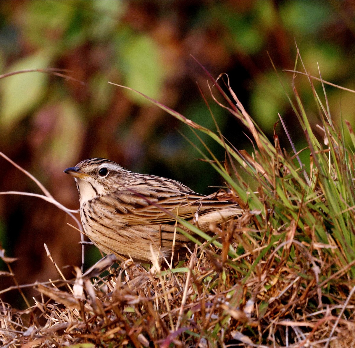 Upland Pipit - ML628541977