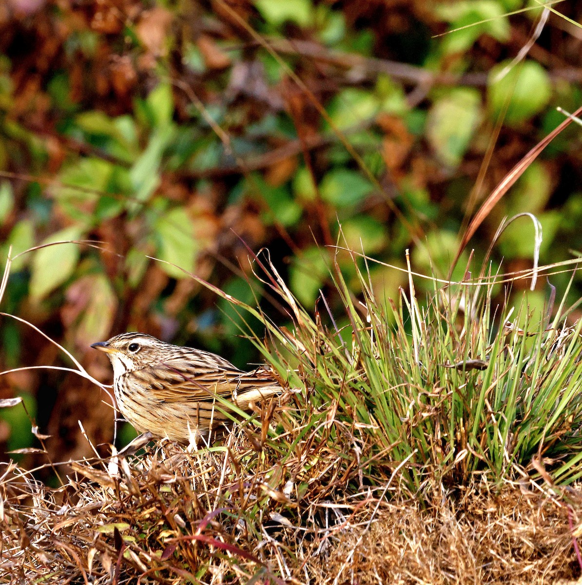 Upland Pipit - ML628541978