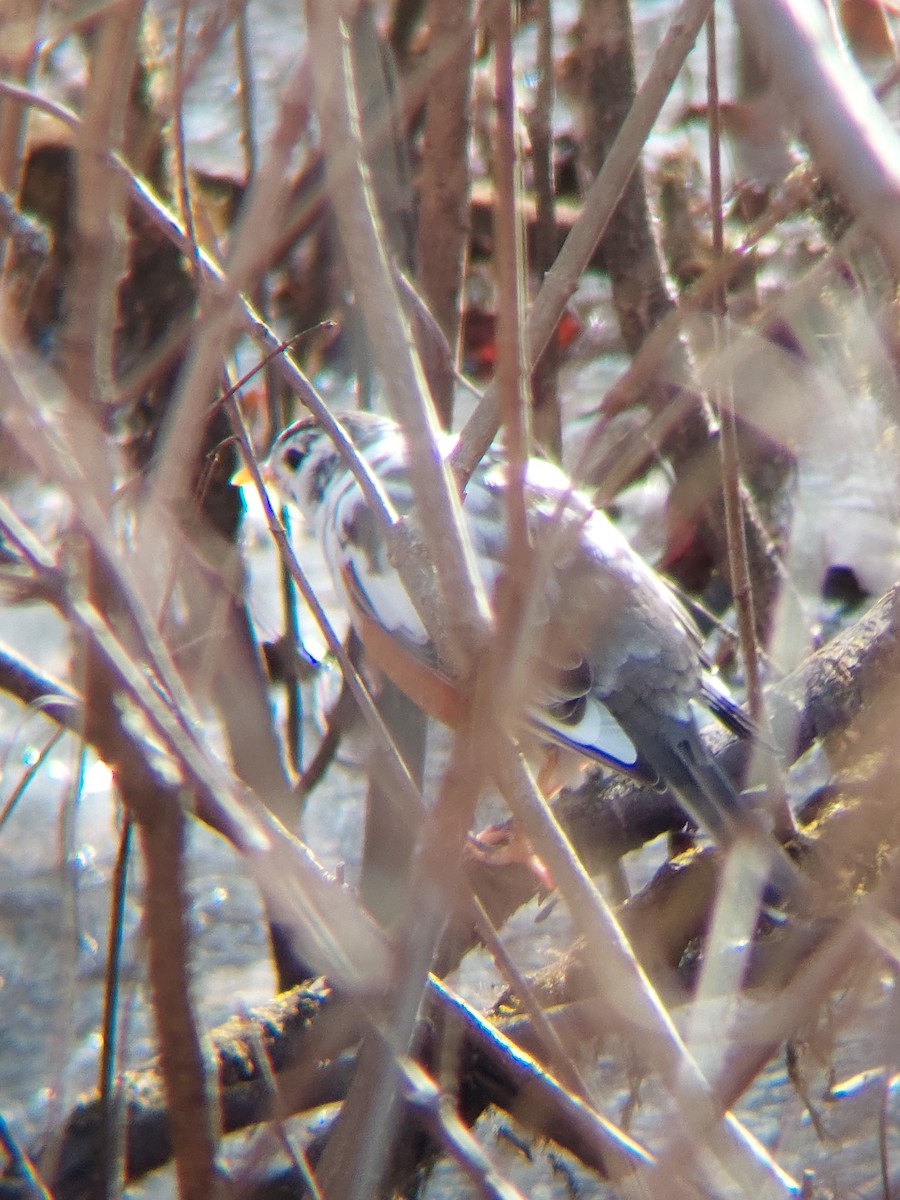 American Robin - ML628542090