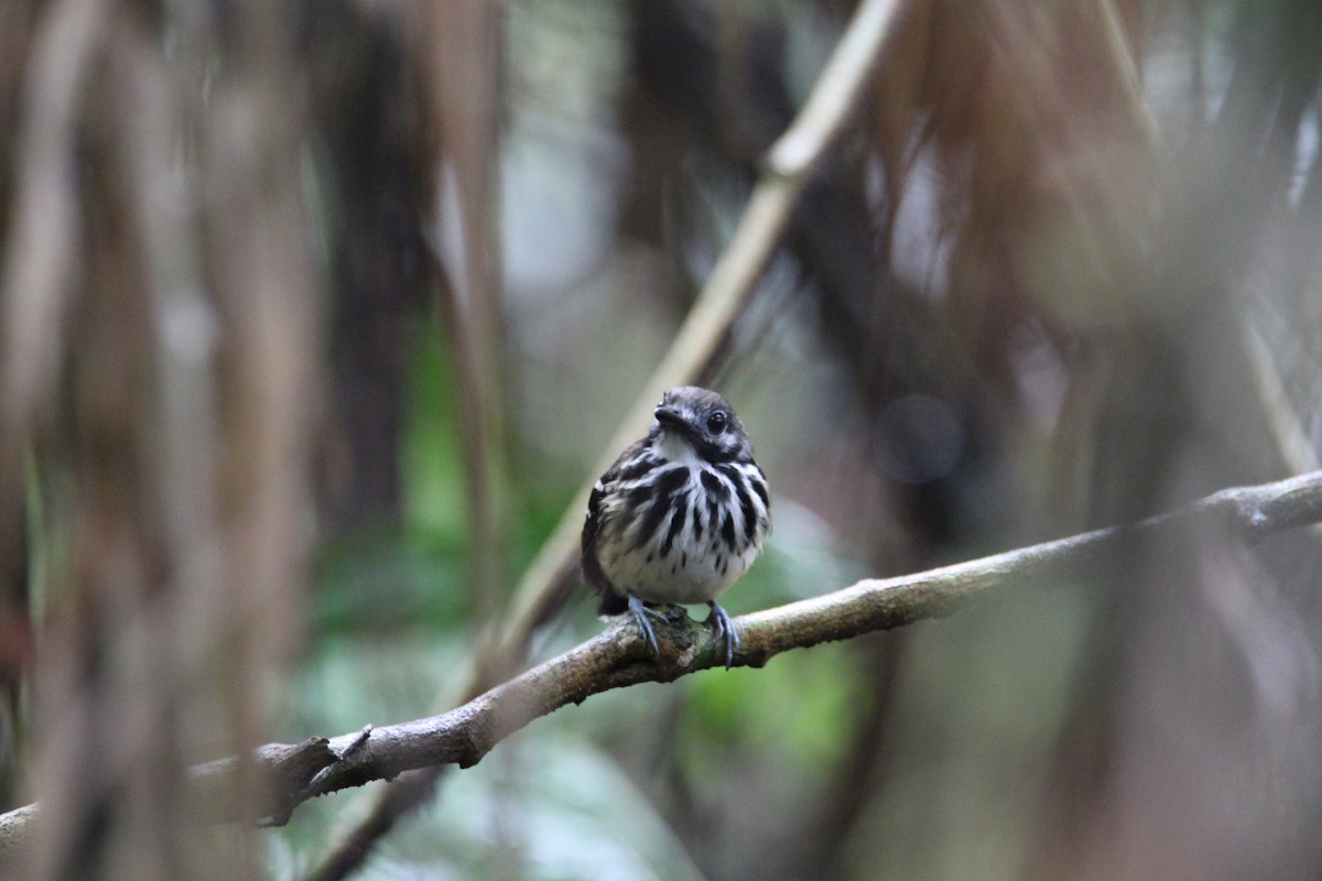 Dot-backed Antbird - ML628542096