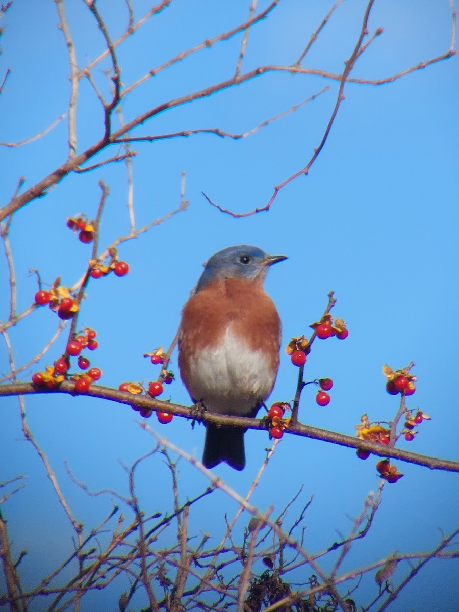Eastern Bluebird - ML628542125
