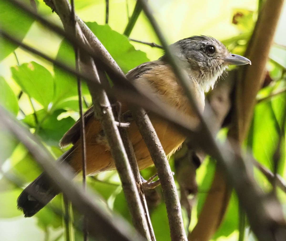 Variable Antshrike - ML628542299