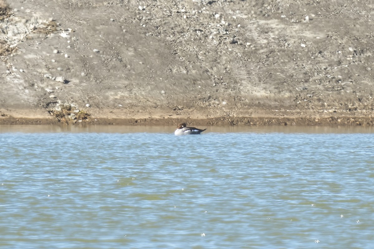 鵲鴨 - ML628542302