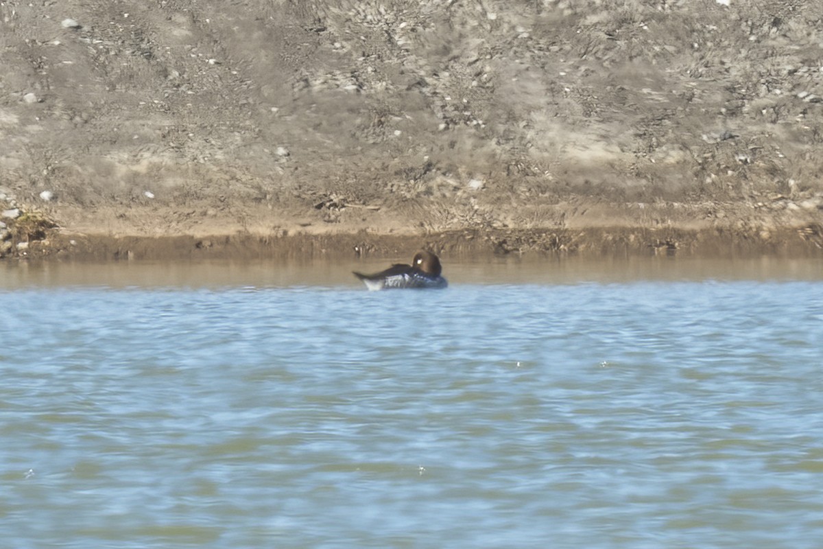 鵲鴨 - ML628542303
