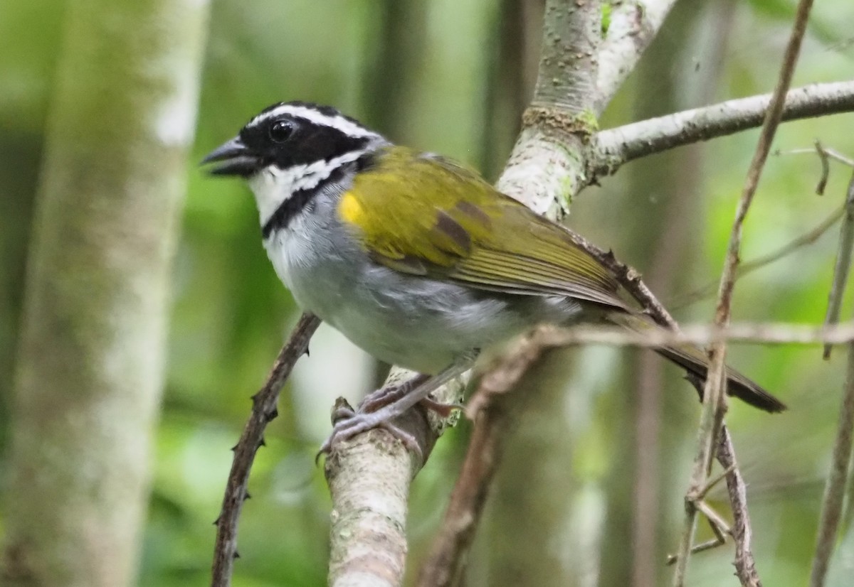 Pectoral Sparrow - ML628542308