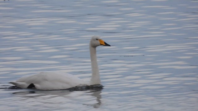 Whooper Swan - ML628542428