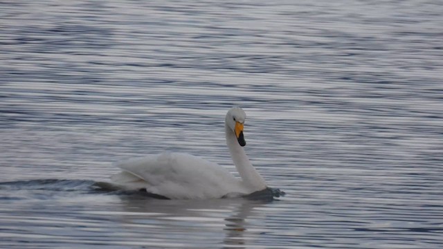 Whooper Swan - ML628542436