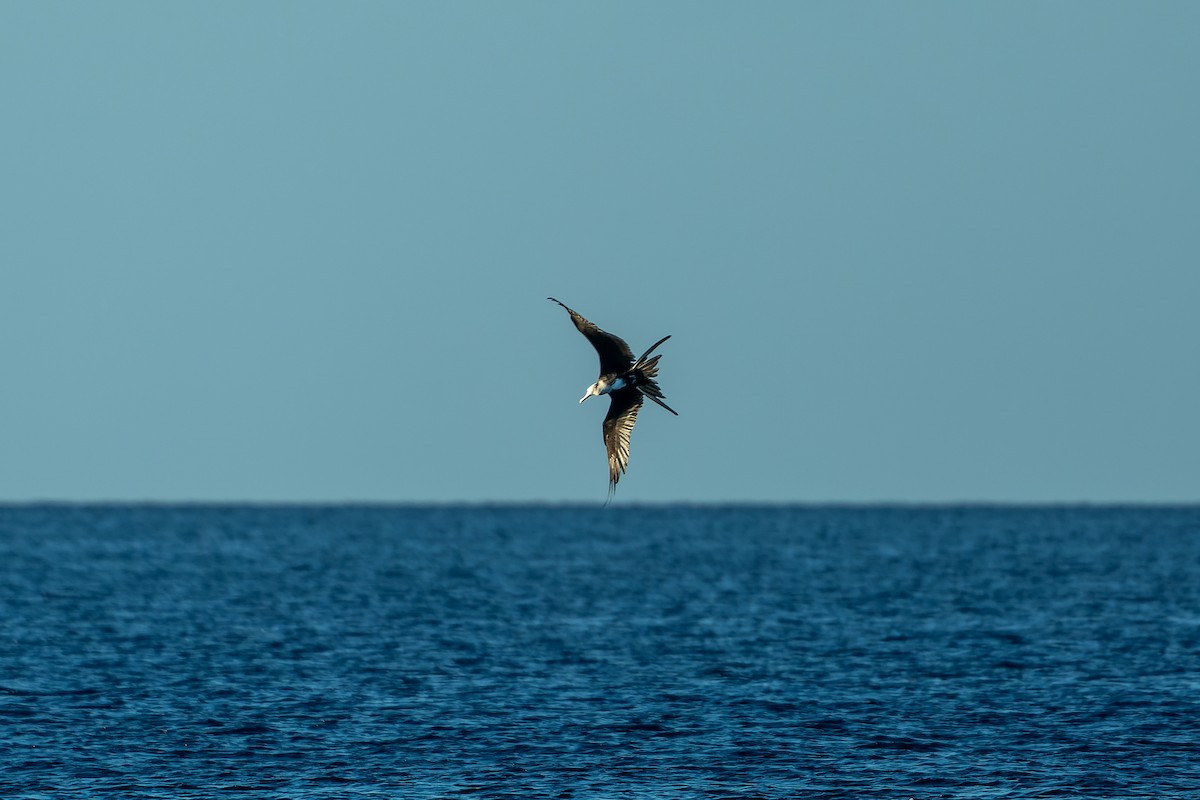 Great Frigatebird - ML628542453