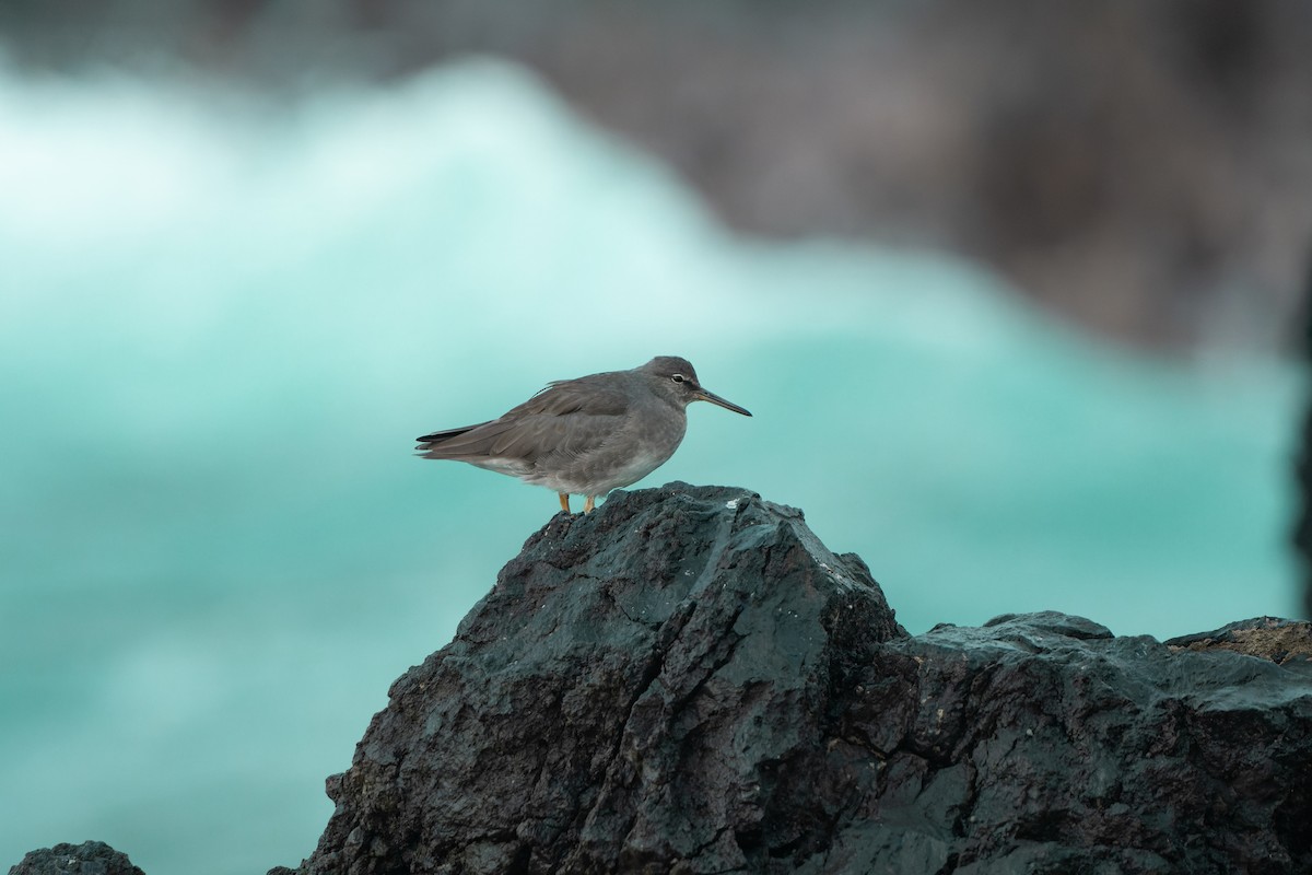 Wandering Tattler - ML628542474