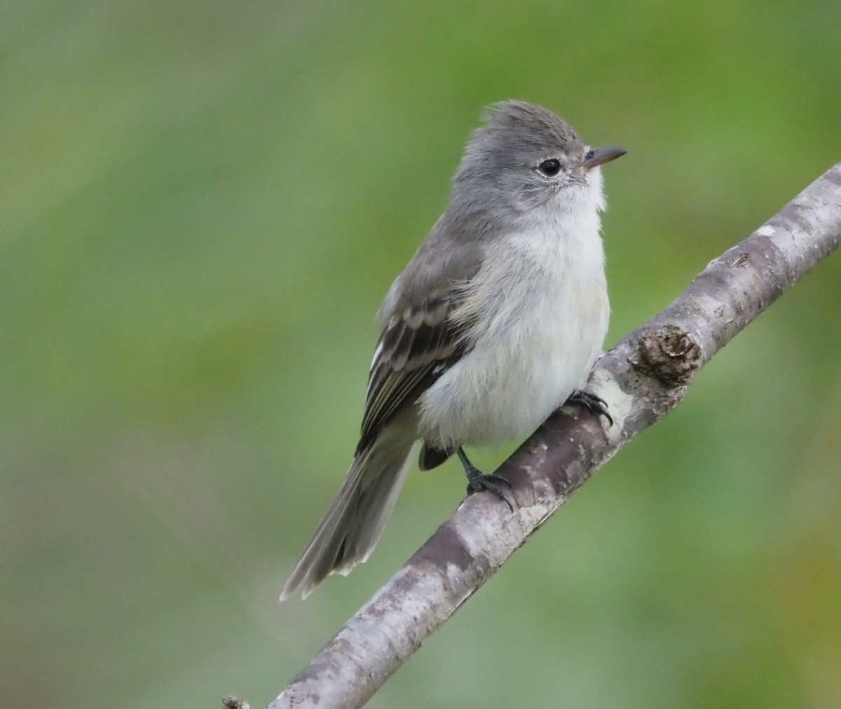 Southern Beardless-Tyrannulet - ML628542683