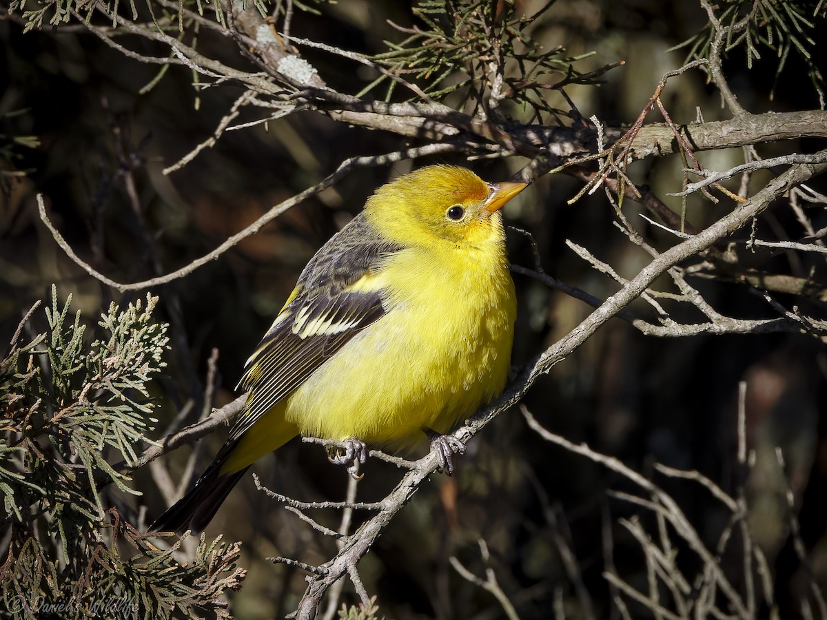 Western Tanager - Daniel Magda