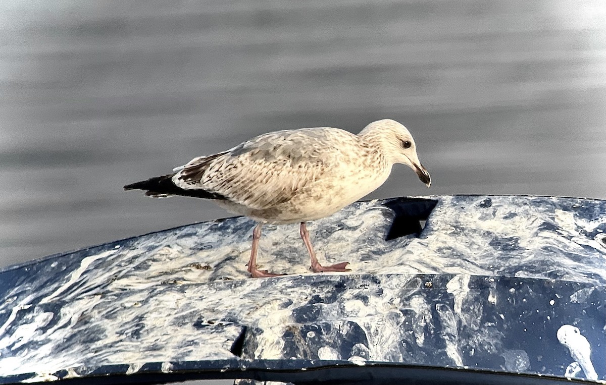 Vega Gull - ML628543123