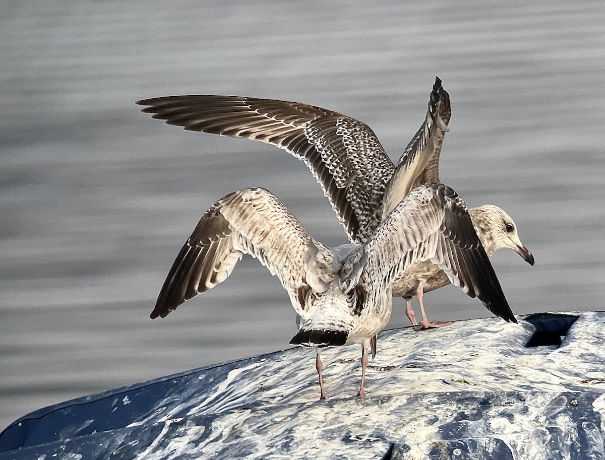 Vega Gull - ML628543125
