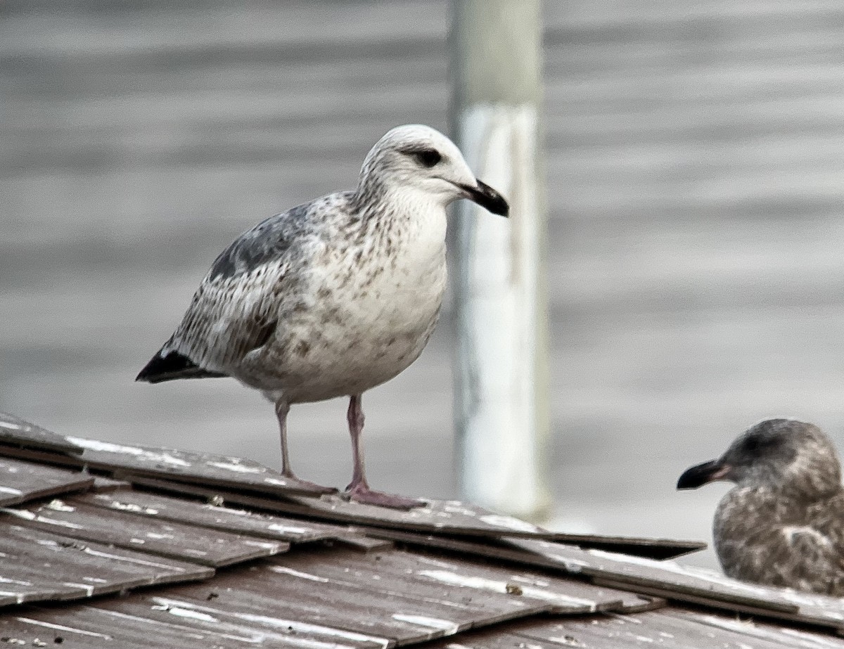 Vega Gull - ML628543129