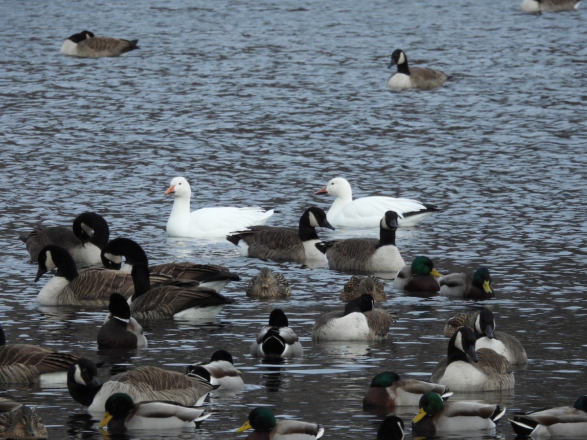 Snow Goose - ML628543440