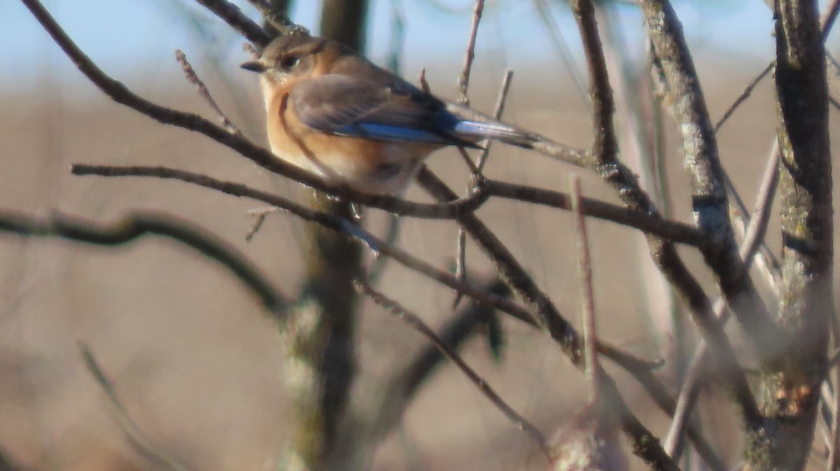 Eastern Bluebird - ML628543508