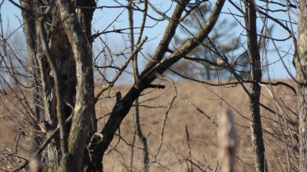 Eastern Bluebird - ML628543509