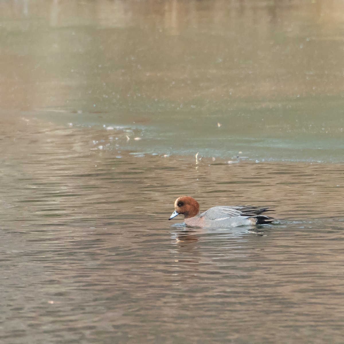 Eurasian Wigeon - ML628543833