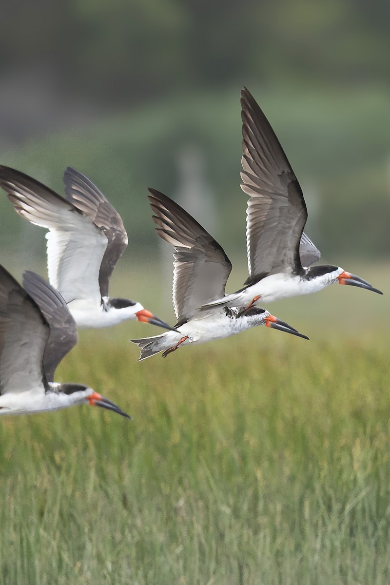 Black Skimmer (intercedens) - ML628543974