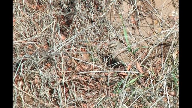 Rock Bunting - ML628543975