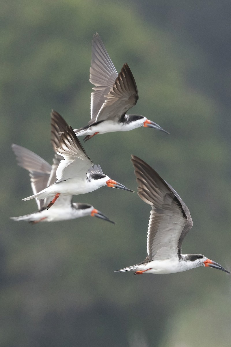 Black Skimmer (intercedens) - ML628543986