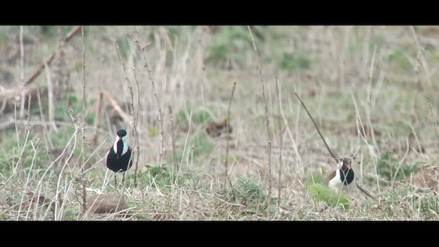 Red-wattled Lapwing - ML628544021