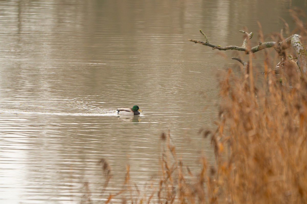Mallard - ML628544192